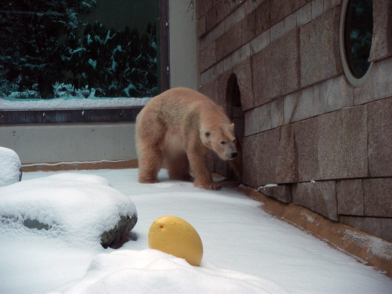 Eisbärin Vilma im Zoo Wuppertal am 14. Dezember 2010