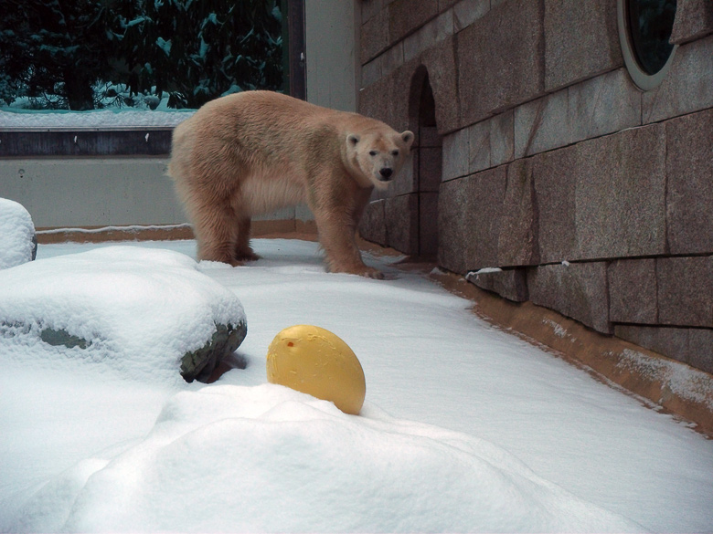 Eisbärin Vilma im Zoologischen Garten Wuppertal am 14. Dezember 2010