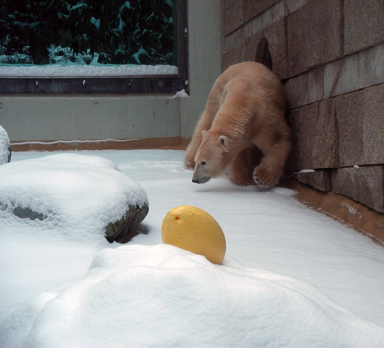 Eisbärin Vilma im Zoo Wuppertal am 14. Dezember 2010