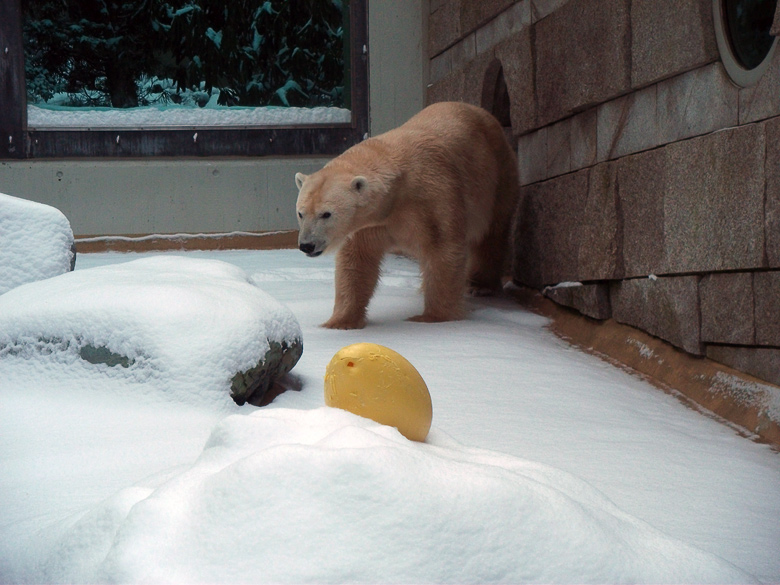 Eisbärin Vilma im Zoologischen Garten Wuppertal am 14. Dezember 2010