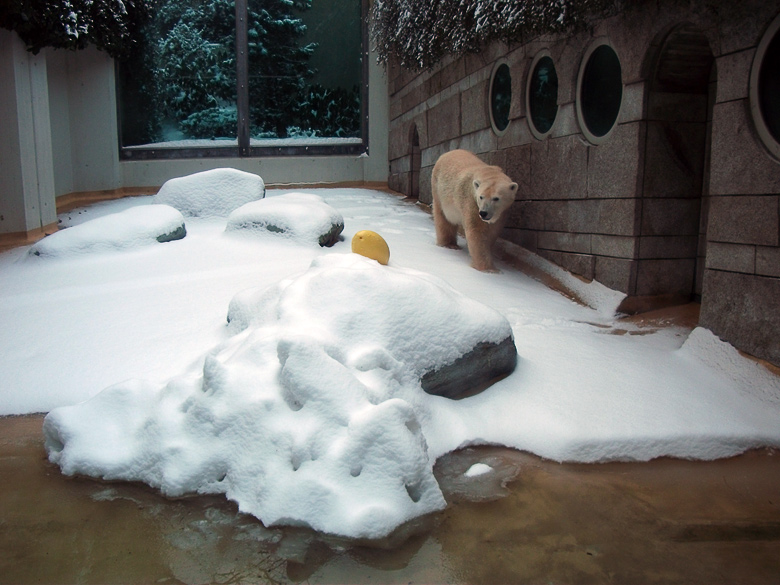 Eisbärin Vilma im Wuppertaler Zoo am 14. Dezember 2010