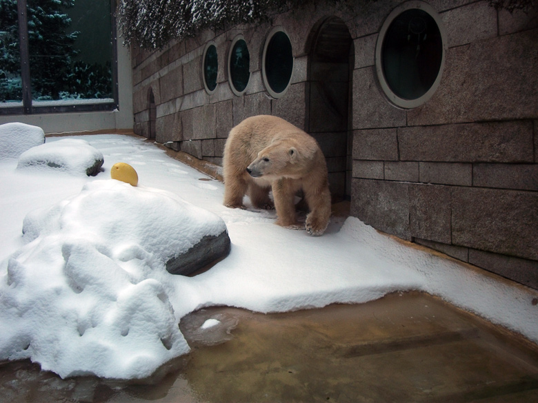 Eisbärin Vilma im Zoo Wuppertal am 14. Dezember 2010