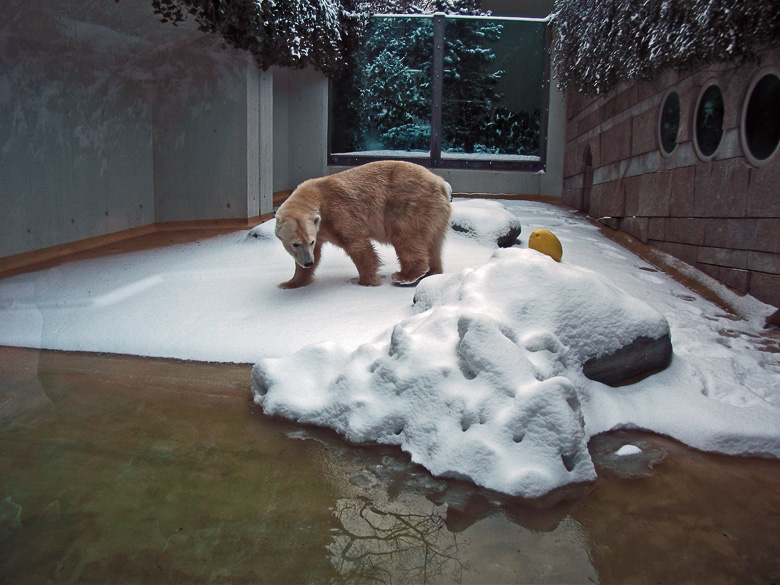 Eisbärin Vilma im Wuppertaler Zoo am 14. Dezember 2010