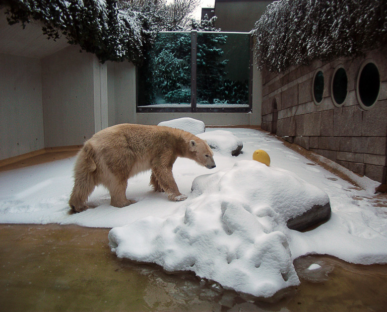 Eisbärin Vilma im Zoo Wuppertal am 14. Dezember 2010