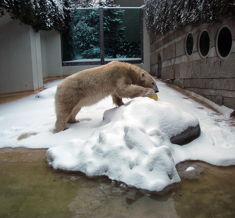 Eisbärin Vilma im Zoologischen Garten Wuppertal am 14. Dezember 2010