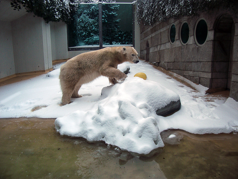 Eisbärin Vilma im Wuppertaler Zoo am 14. Dezember 2010