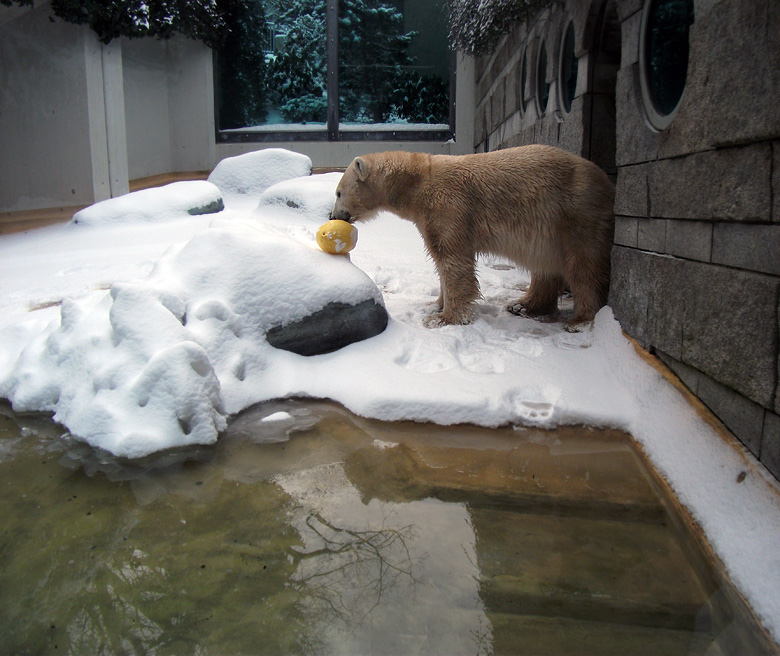 Eisbärin Vilma im Zoologischen Garten Wuppertal am 14. Dezember 2010