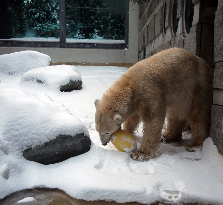 Eisbärin Vilma im Zoologischen Garten Wuppertal am 14. Dezember 2010