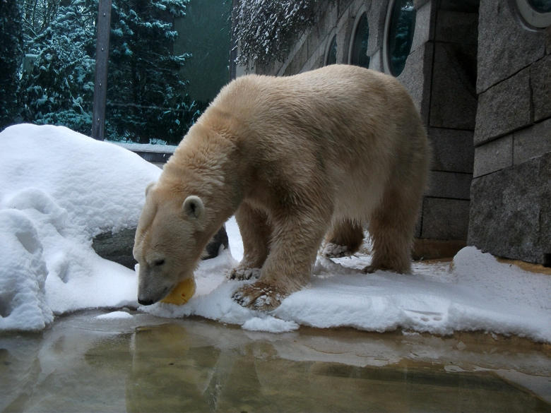 Eisbärin Vilma im Wuppertaler Zoo am 14. Dezember 2010