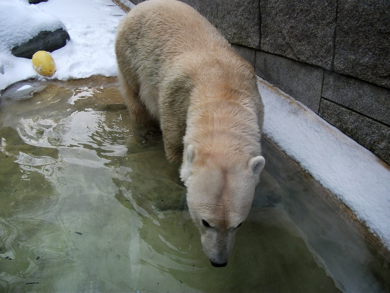 Eisbärin Vilma im Zoologischen Garten Wuppertal am 14. Dezember 2010