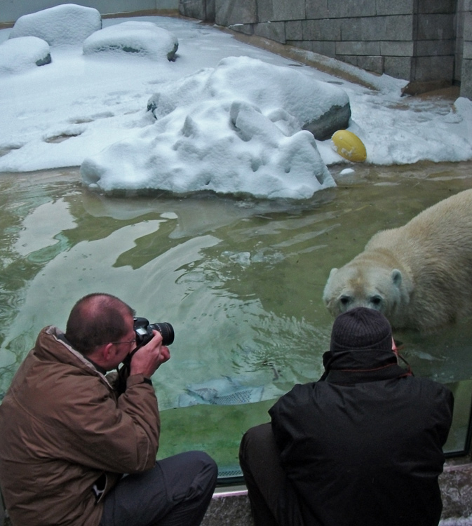 Eisbärin Vilma im Zoologischen Garten Wuppertal am 14. Dezember 2010