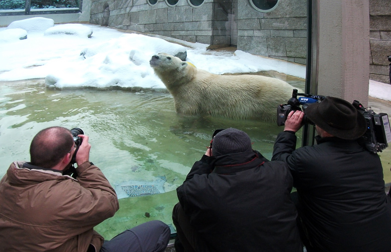 Eisbärin Vilma im Wuppertaler Zoo am 14. Dezember 2010