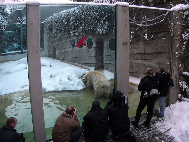 Eisbärin Vilma im Zoo Wuppertal am 14. Dezember 2010