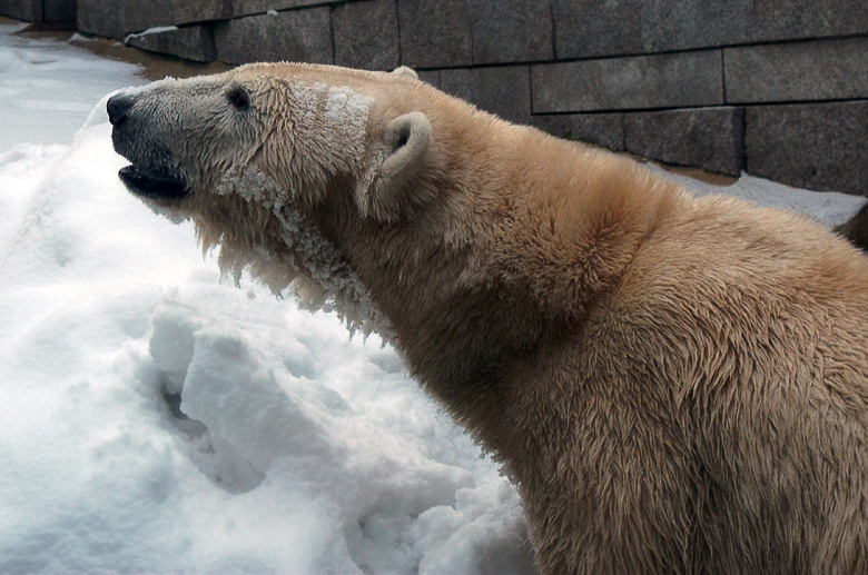 Eisbärin Vilma im Zoo Wuppertal am 14. Dezember 2010