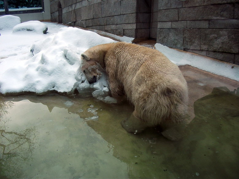 Eisbärin Vilma im Zoologischen Garten Wuppertal am 14. Dezember 2010