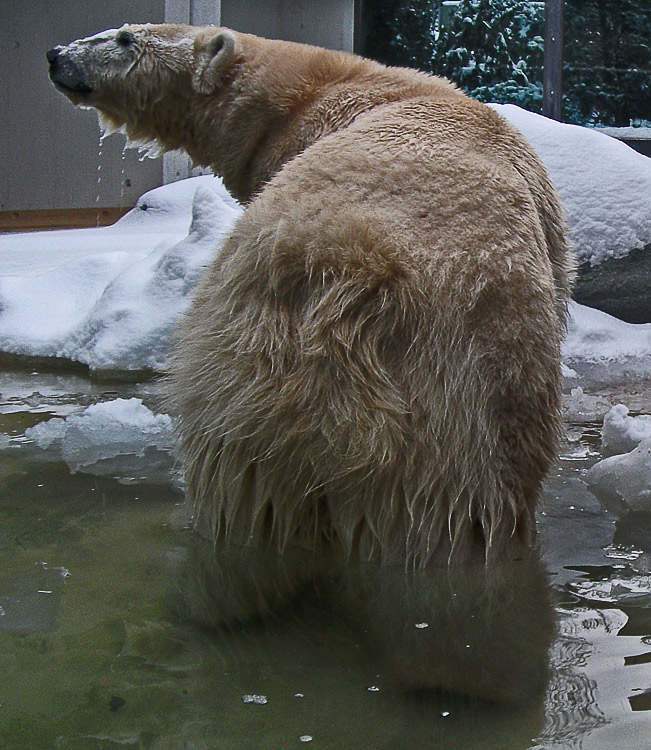 Eisbärin Vilma im Zoo Wuppertal am 14. Dezember 2010