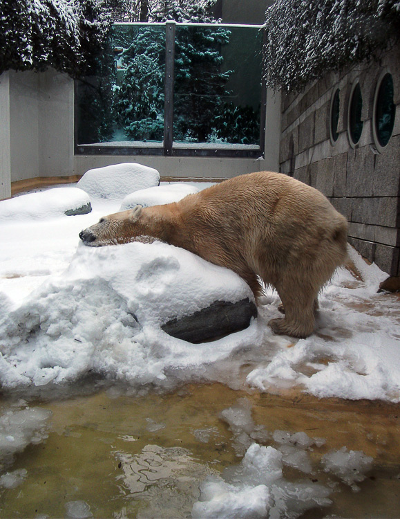 Eisbärin Vilma im Zoologischen Garten Wuppertal am 14. Dezember 2010