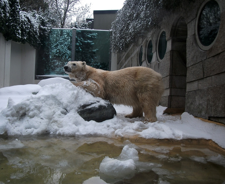 Eisbärin Vilma im Wuppertaler Zoo am 14. Dezember 2010