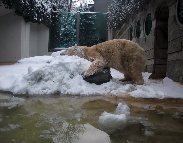 Eisbärin Vilma im Zoo Wuppertal am 14. Dezember 2010