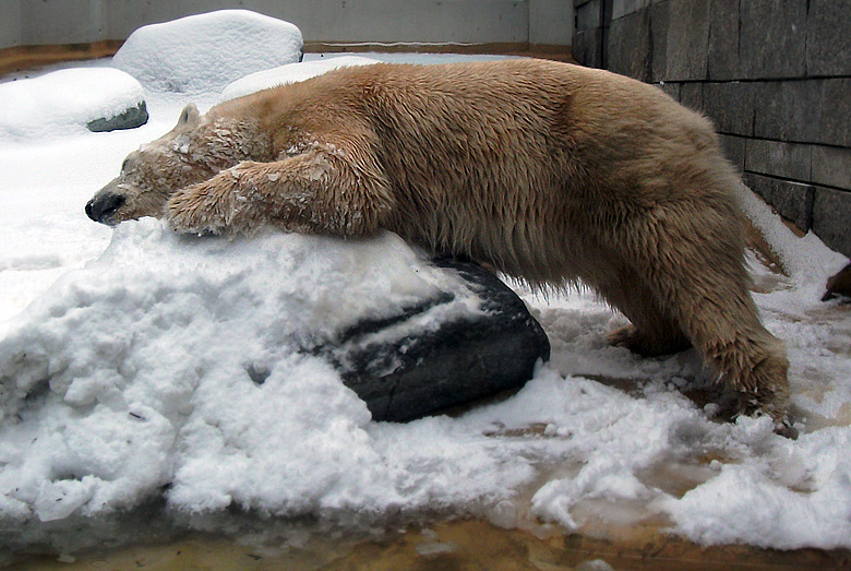 Eisbärin Vilma im Wuppertaler Zoo am 14. Dezember 2010