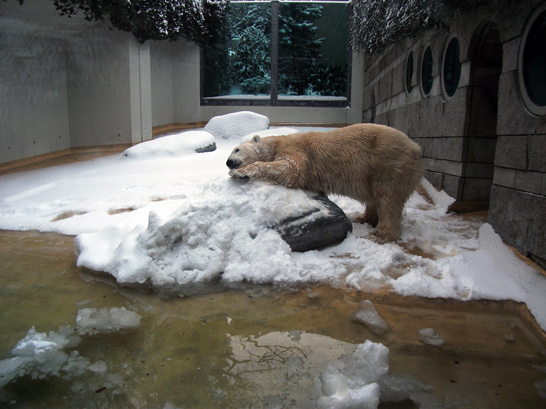 Eisbärin Vilma im Zoo Wuppertal am 14. Dezember 2010