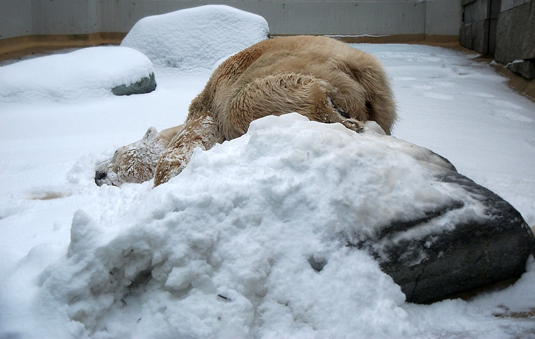 Eisbärin Vilma im Zoologischen Garten Wuppertal am 14. Dezember 2010