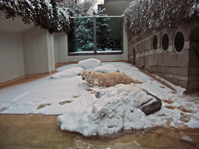 Eisbärin Vilma im Zoologischen Garten Wuppertal am 14. Dezember 2010
