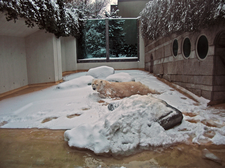 Eisbärin Vilma im Zoologischen Garten Wuppertal am 14. Dezember 2010