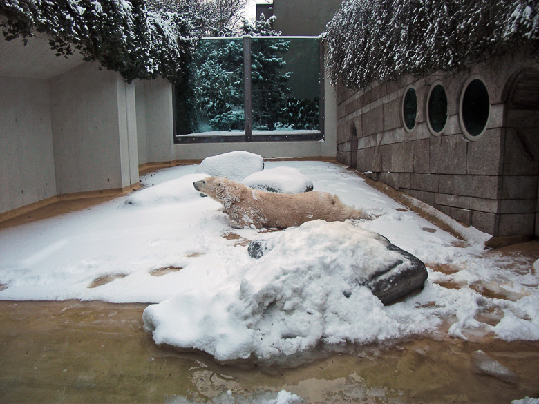 Eisbärin Vilma im Wuppertaler Zoo am 14. Dezember 2010