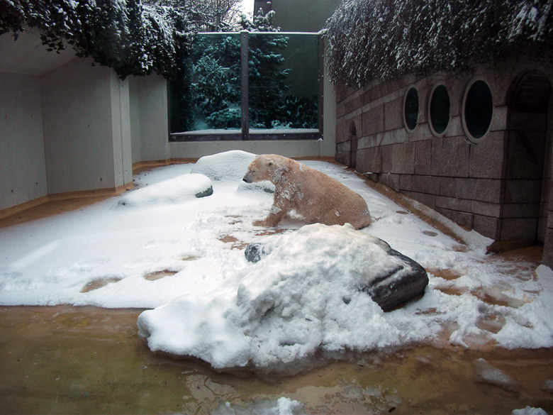 Eisbärin Vilma im Zoo Wuppertal am 14. Dezember 2010