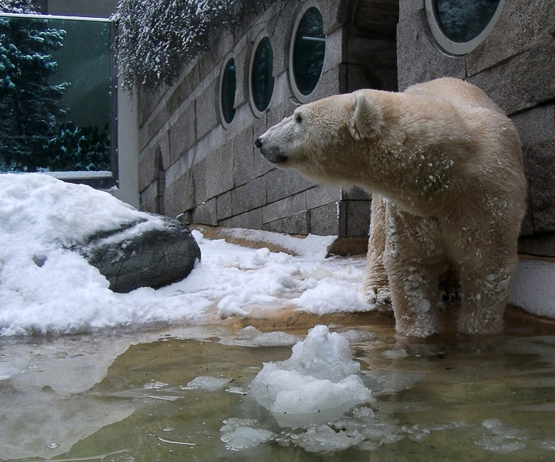 Eisbärin Vilma im Zoologischen Garten Wuppertal am 14. Dezember 2010