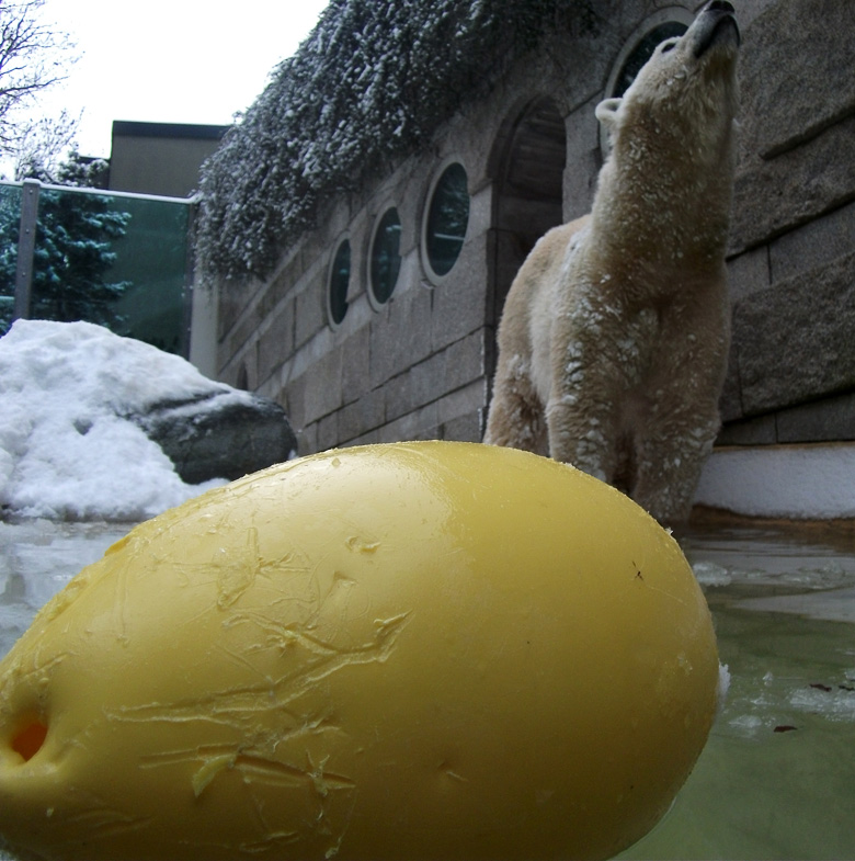 Eisbärin Vilma im Wuppertaler Zoo am 14. Dezember 2010