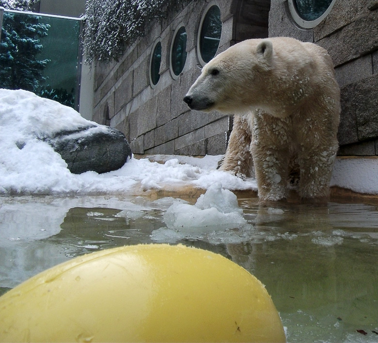 Eisbärin Vilma im Zoo Wuppertal am 14. Dezember 2010