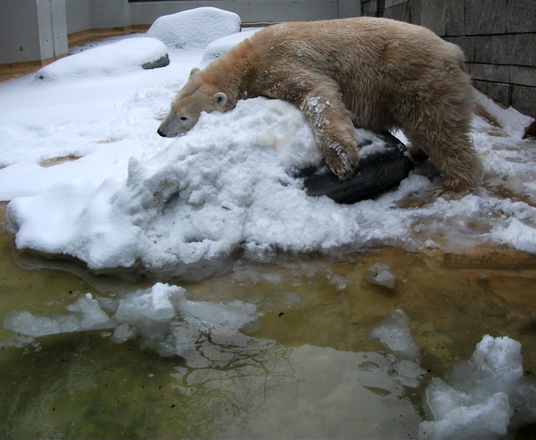 Eisbärin Vilma im Zoologischen Garten Wuppertal am 14. Dezember 2010