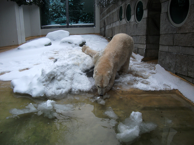 Eisbärin Vilma im Wuppertaler Zoo am 14. Dezember 2010