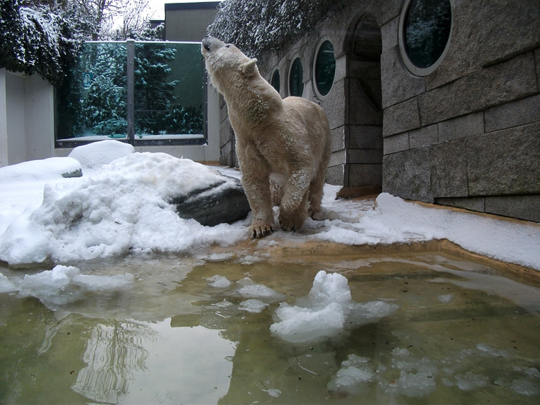 Eisbärin Vilma im Zoo Wuppertal am 14. Dezember 2010