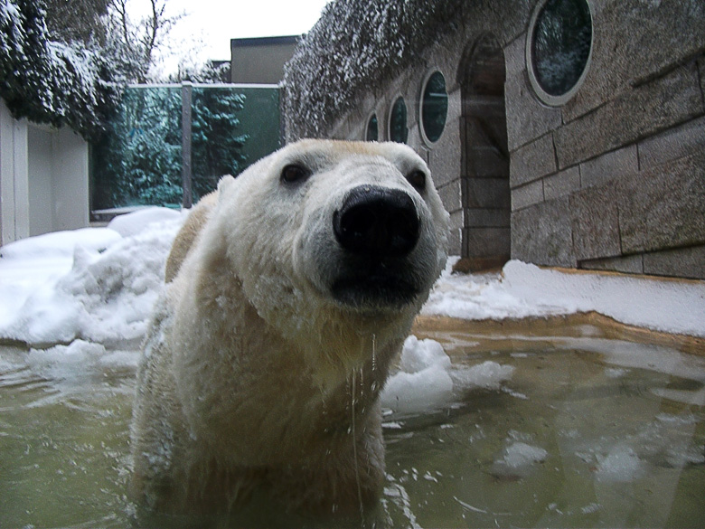 Eisbärin Vilma im Wuppertaler Zoo am 14. Dezember 2010