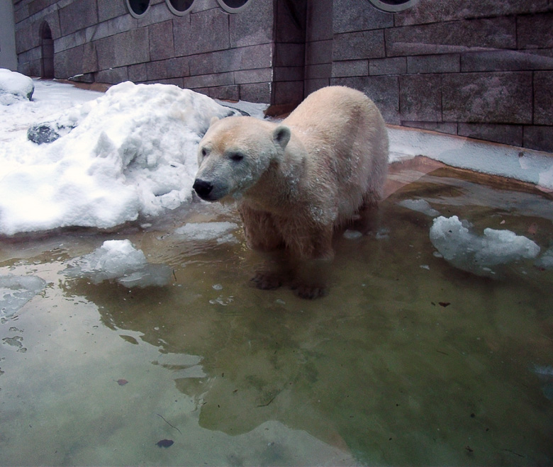 Eisbärin Vilma im Zoo Wuppertal am 14. Dezember 2010