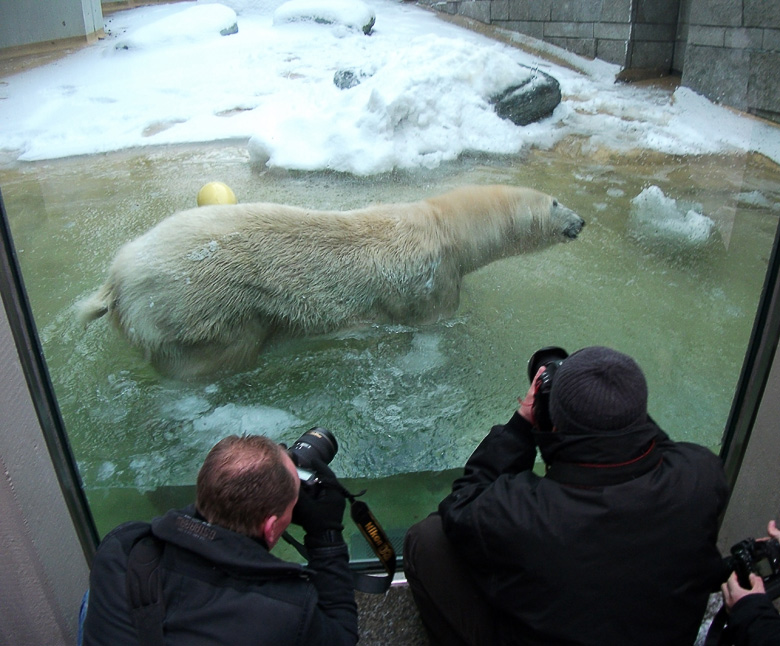 Eisbärin Vilma im Zoologischen Garten Wuppertal am 14. Dezember 2010