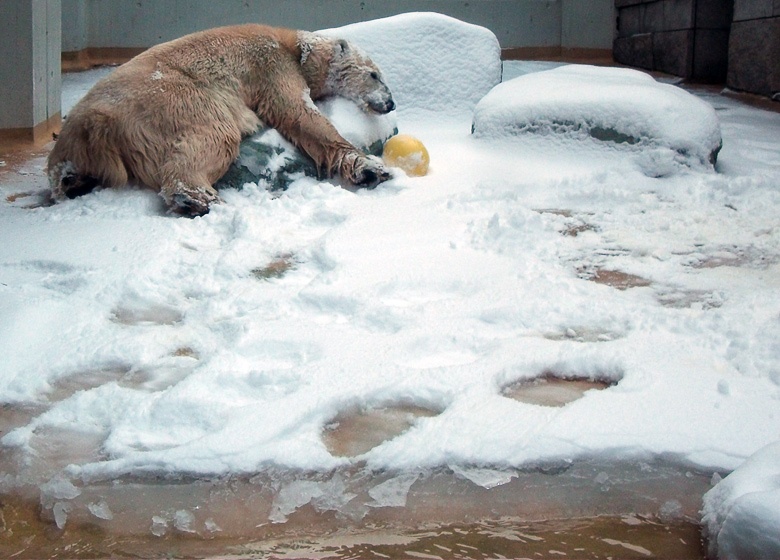 Eisbärin Vilma im Wuppertaler Zoo am 14. Dezember 2010