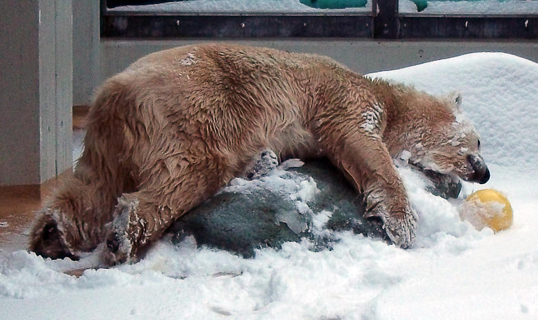 Eisbärin Vilma im Zoologischen Garten Wuppertal am 14. Dezember 2010