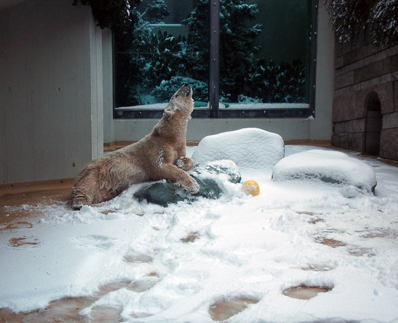 Eisbärin Vilma im Zoo Wuppertal am 14. Dezember 2010