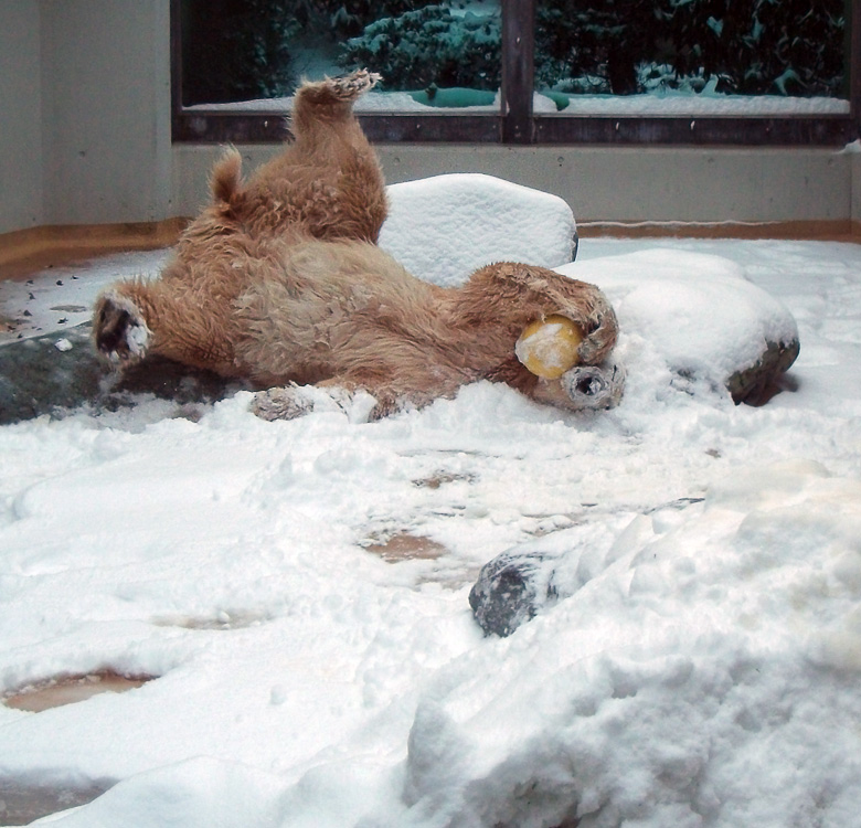 Eisbärin Vilma im Zoologischen Garten Wuppertal am 14. Dezember 2010