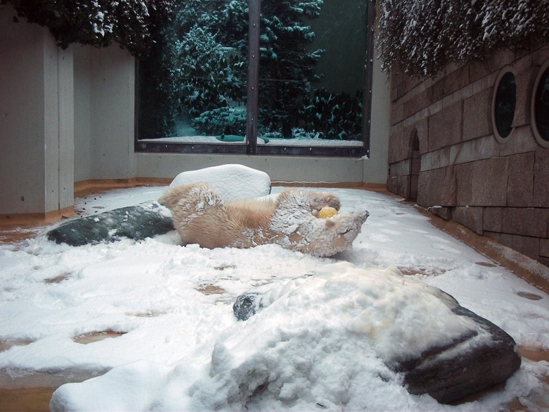 Eisbärin Vilma im Wuppertaler Zoo am 14. Dezember 2010