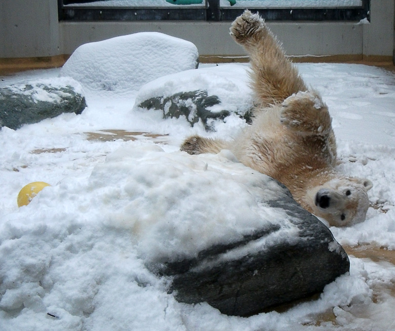 Eisbärin Vilma im Zoologischen Garten Wuppertal am 14. Dezember 2010