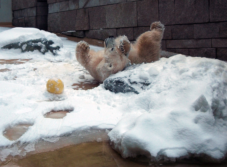 Eisbärin Vilma im Wuppertaler Zoo am 14. Dezember 2010