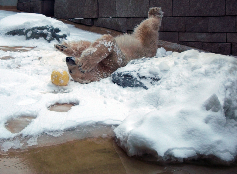 Eisbärin Vilma im Zoo Wuppertal am 14. Dezember 2010