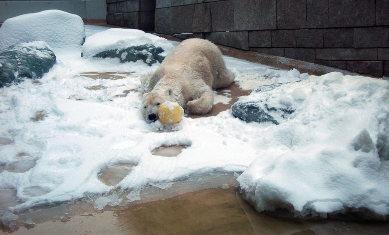 Eisbärin Vilma im Zoologischen Garten Wuppertal am 14. Dezember 2010