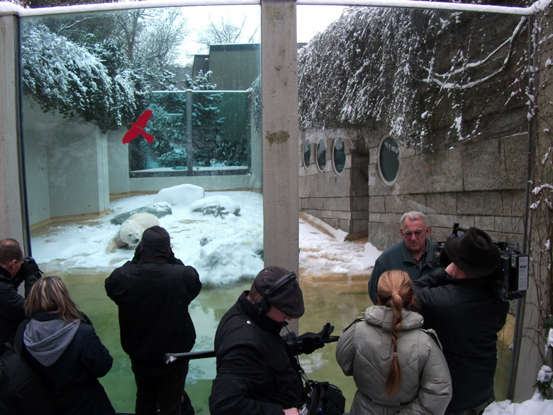 Eisbärin Vilma im Zoologischen Garten Wuppertal am 14. Dezember 2010