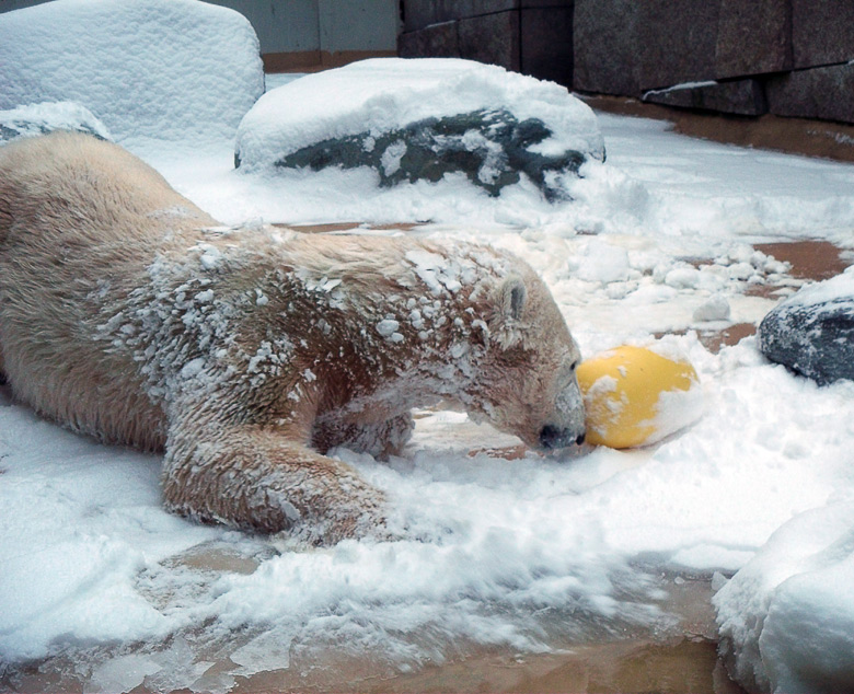 Eisbärin Vilma im Wuppertaler Zoo am 14. Dezember 2010